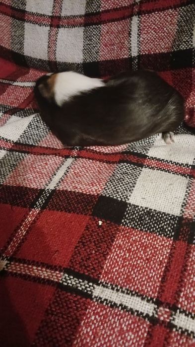 Морські свинки безкоштовно