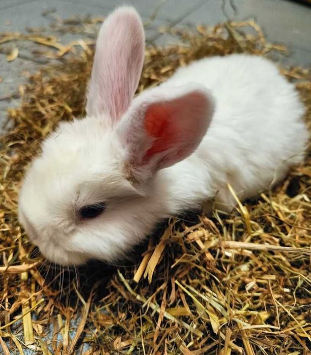 Królik Mini Loop GRUBY KOCUR sklep zoologiczny UL. SŁODKA