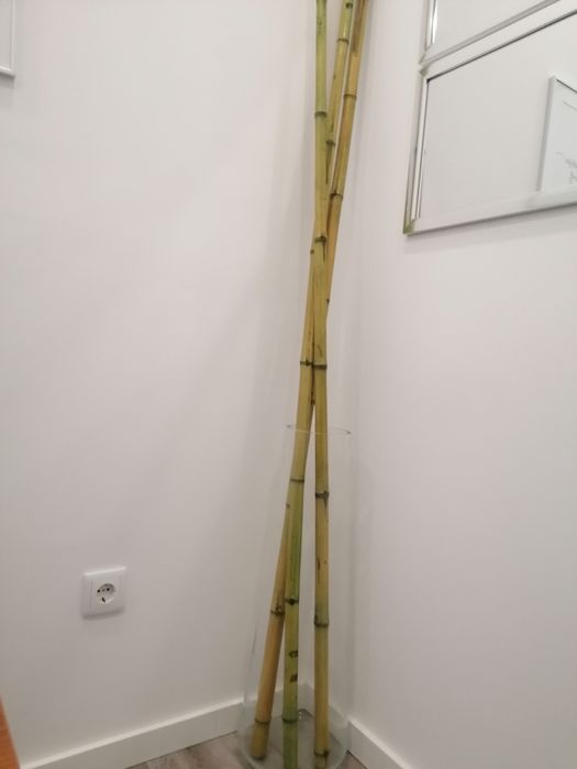 Vaso vidro grande 76cm canas de bambu