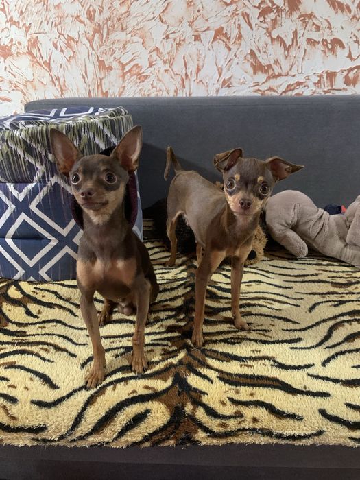 Вʼязка той-терʼєр, той-терьер. РОЗВʼЯЗАНИЙ!