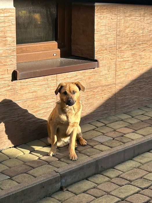 Pies Mieszaniec - za darmo