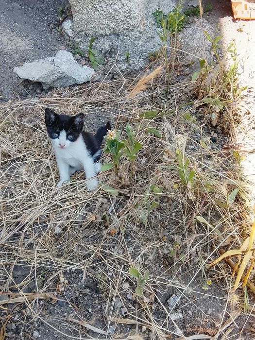Gatinhos para adoção