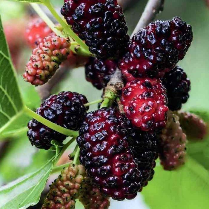 Саджанці шовковиці (сіянці) Роздріб-ОПТ/Саженцы шелковицы (сеянцы) ОПТ