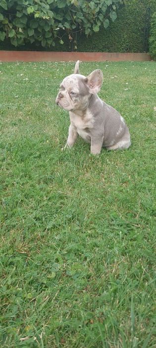 Piesek Buldog Francuski