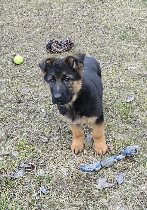 Owczarek Niemiecki Krótkowłosy