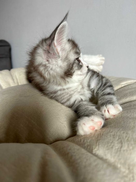 Эксклюзивные котята! Вакцинация сделана!