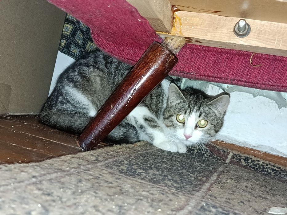 Котенок девочка бесплатно. Кошечка. Кошка. Котята даром