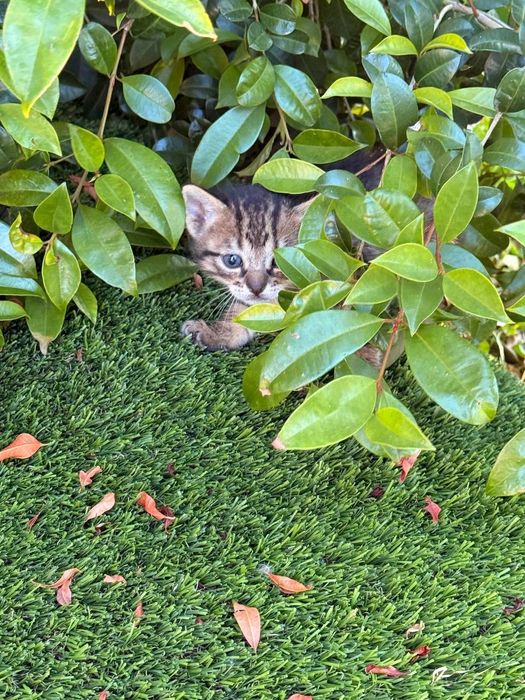Gatinhos para adoção