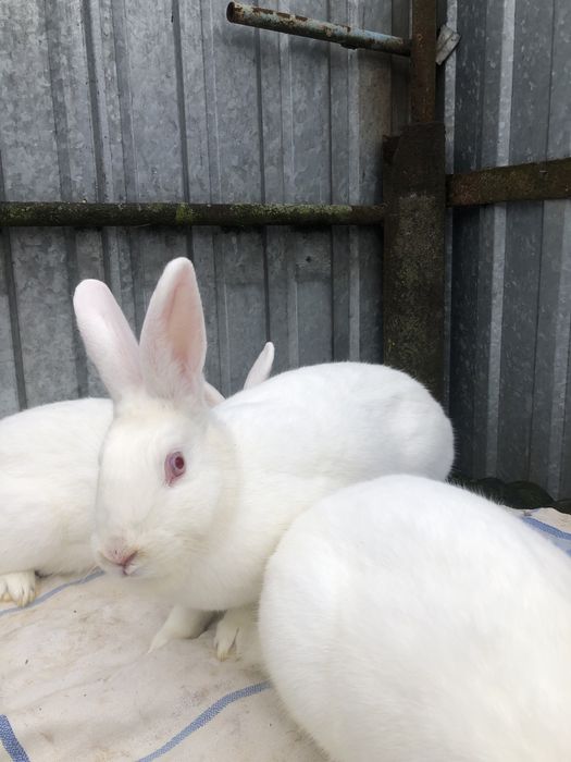 Кролі термонці