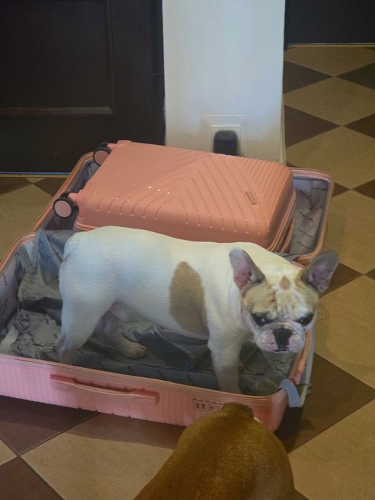Zaginął Buldog Francuski NAGRODA PIENIĘŻNA