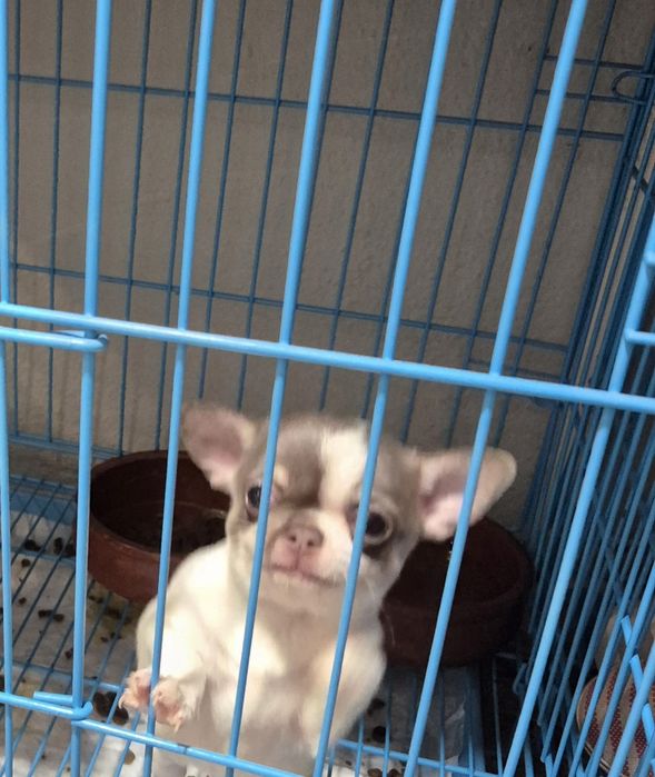Lindomenino chihuahua