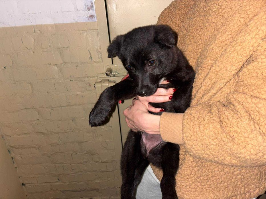 Отдается щенок-девочка