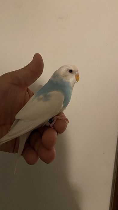 Fantastico Periquito domesticado - baixa de preço
