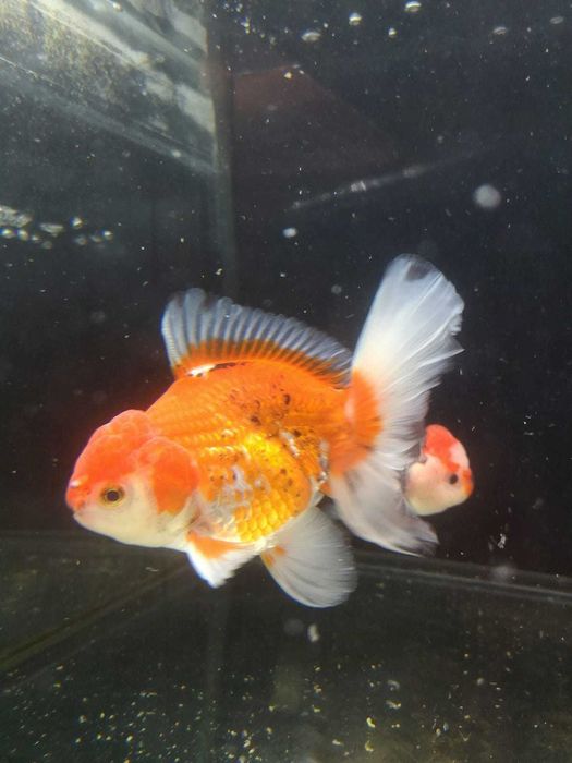 Zestaw Akwarium Glossy 100 Biały 215L + Szafka - Tina Zoo Witkiewicza