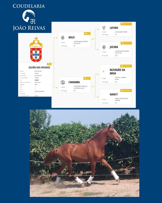 Poldro Lusitano Puro Montado