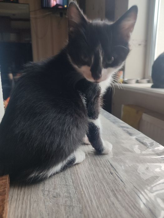 Кошенята в надійні руки