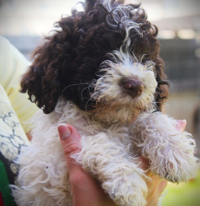 Lagotto Romagnolo piesek ZKwP FCI