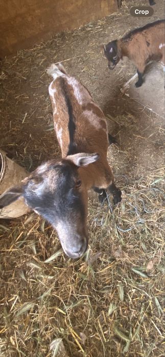 2 cabras e 1 bode anões
