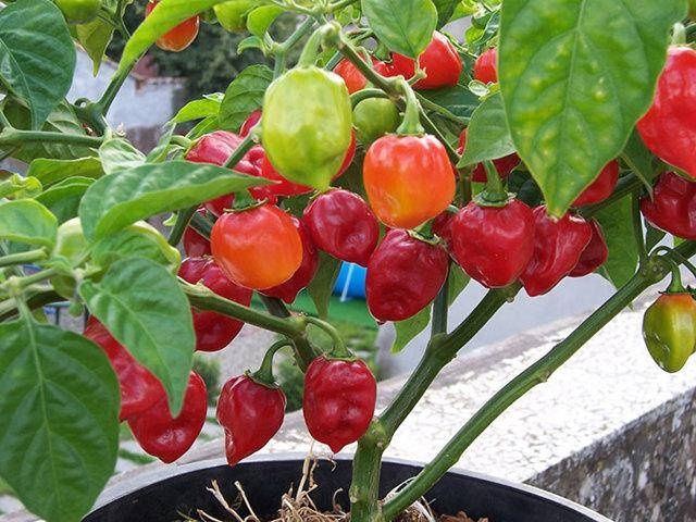 Насіння перцю хабанеро