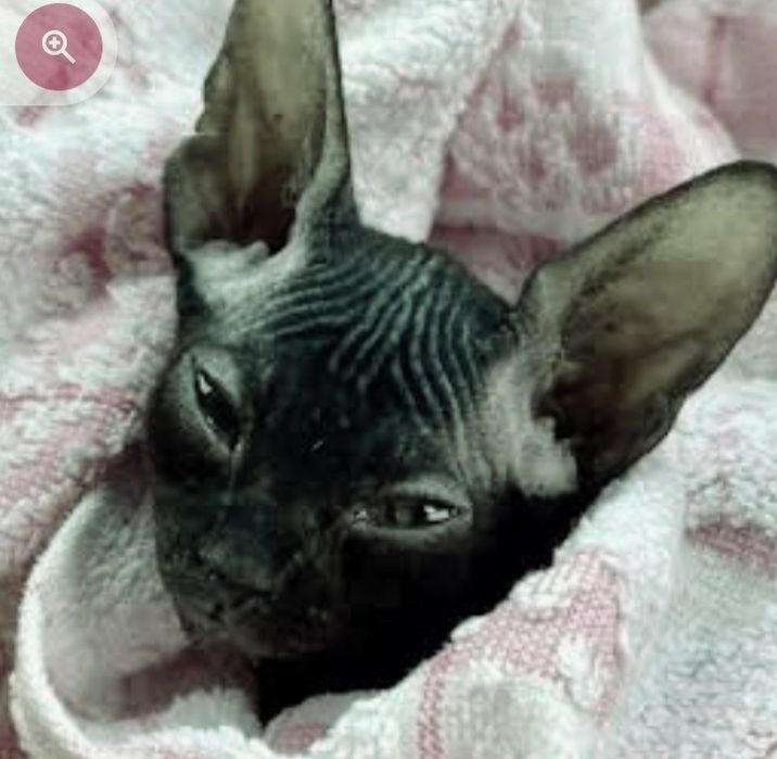 Котодетки сфинксята