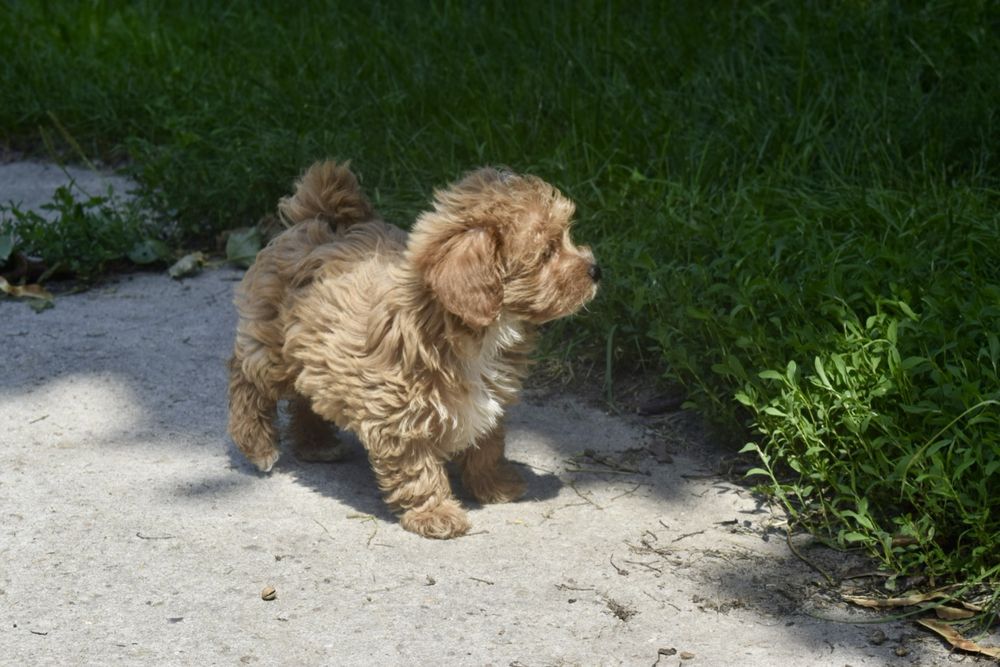 Maltipoo Antonina-Antosia