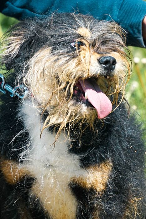 Zulus - mały, kudłaty piesek