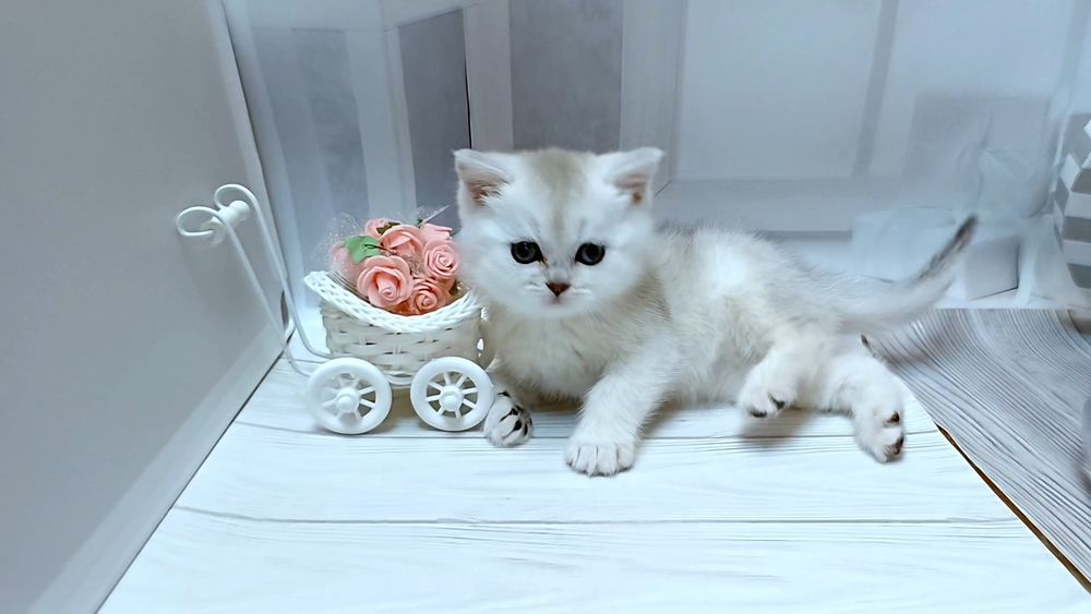 Пропонуєм чистокровних котиків породи Skottish fold і Scottish Stright