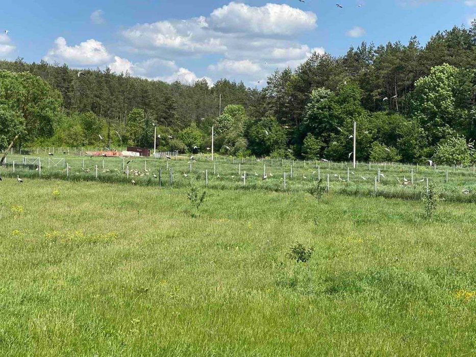 Продаж земельної ділянки Івачів