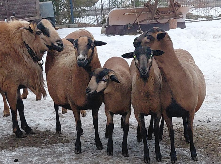 Sprzedam Tryki Barbados 5-cio miesięczne.