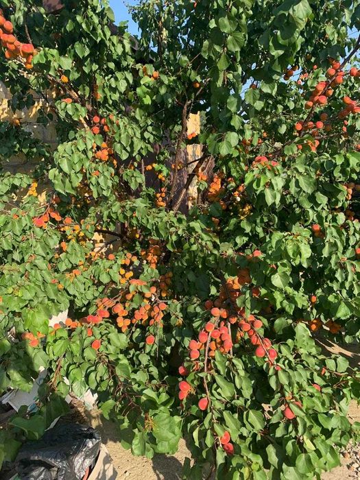 House by the address st. Lyustdorfskaya dor Chernomorskaya dor (area 98 m²) - Atlanta.ua - photo 18