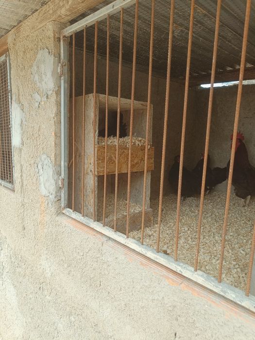 Galinha marans 11 meses