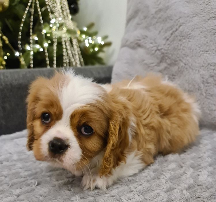 Cavalier  z czteropokoleniowym rodowodem