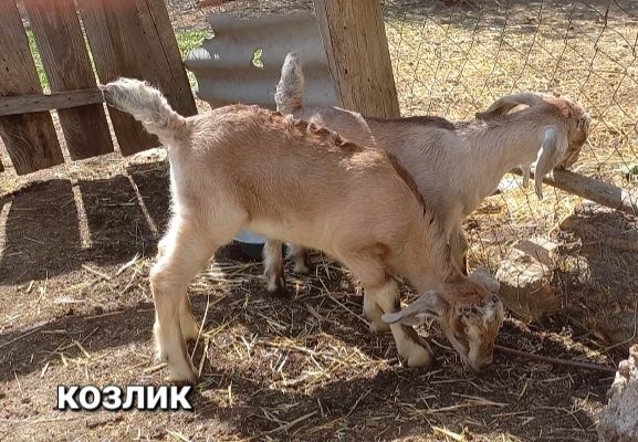 Козлик, козочка, козы