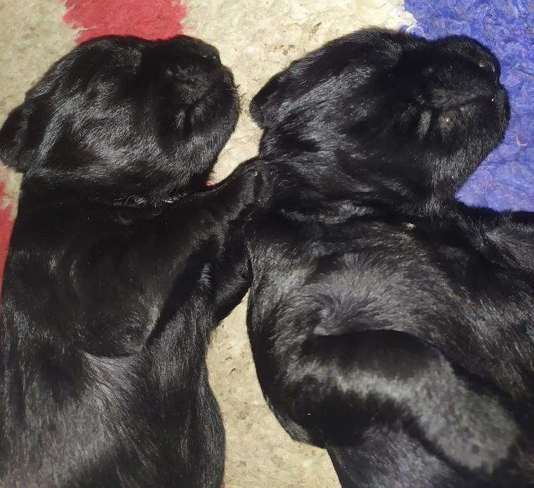 Мінішнауцер цуценята  !