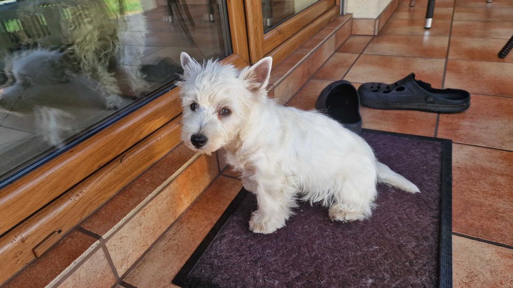 piesek West Highland White Terrier FCI z metryką ZKwP -po MultiChampionie