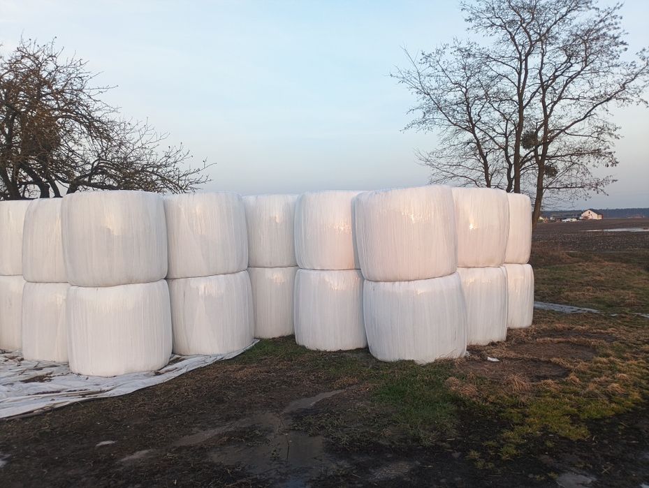 Sianokiszonka z lucerny