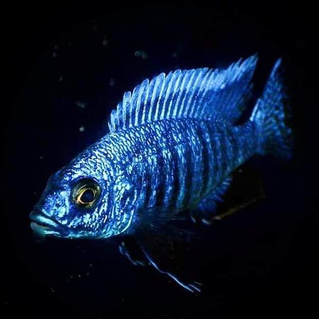 Ciclideos lago Malawi - varias especies