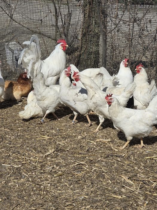 Jaja lęgowe leghorn, nioski, kury