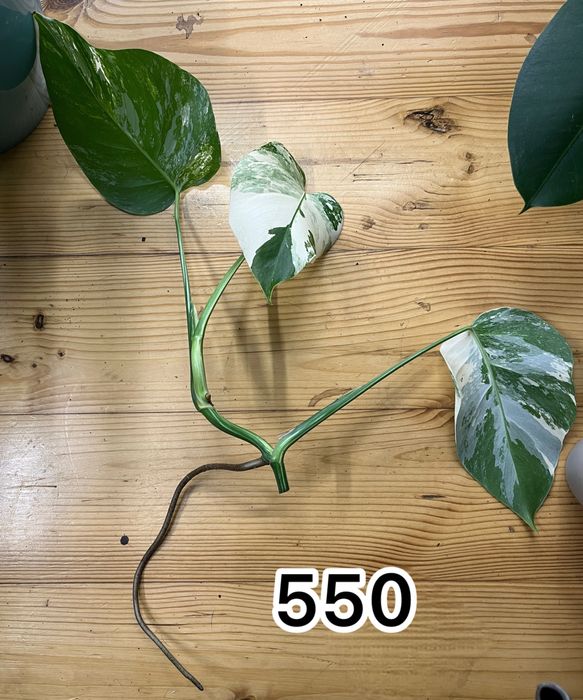 Монстера альба, крассула Rope, антуріум Balaoanum
