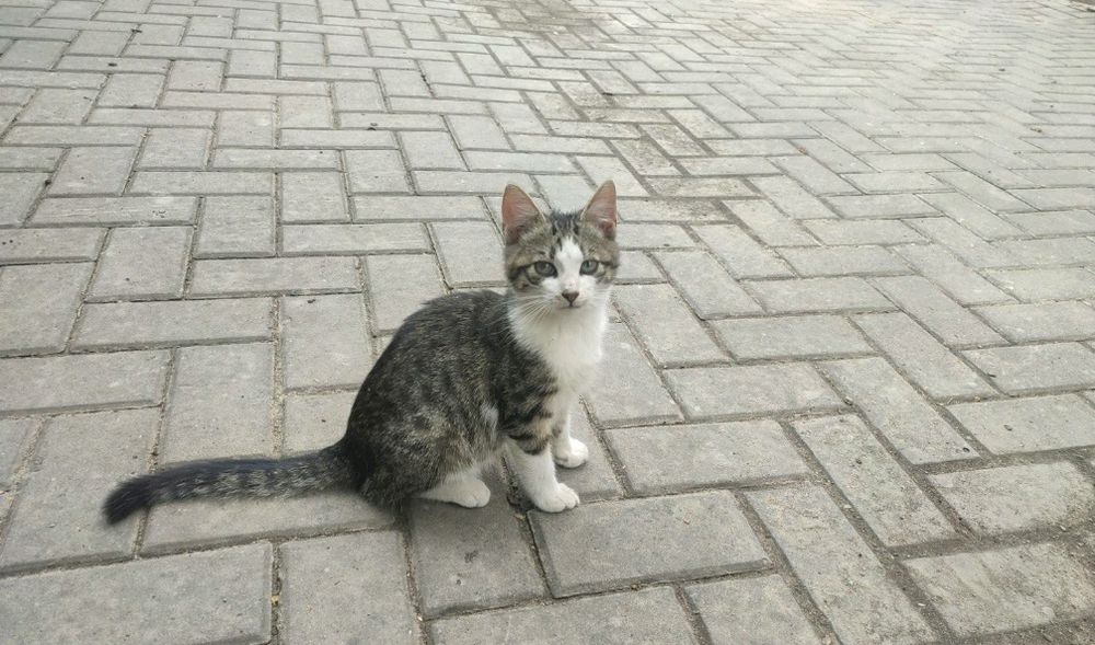 Кошеня шукає дім  хлопчик