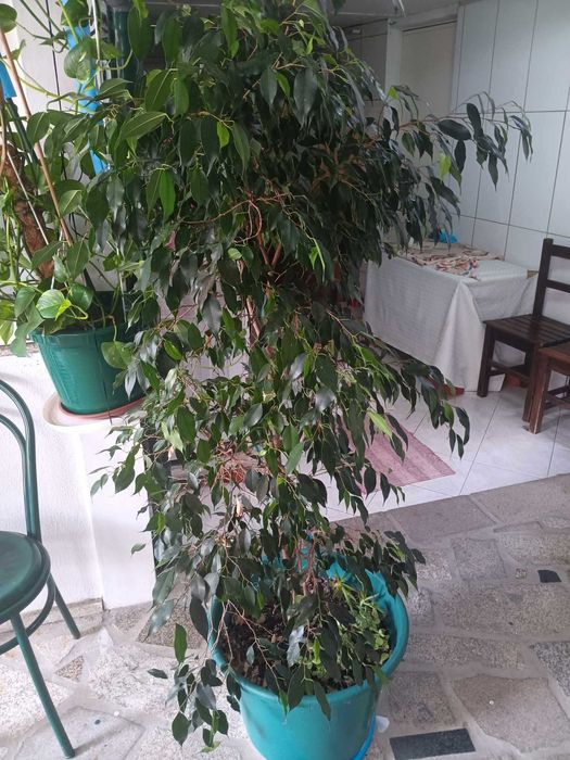 Vendo bonsai 50€