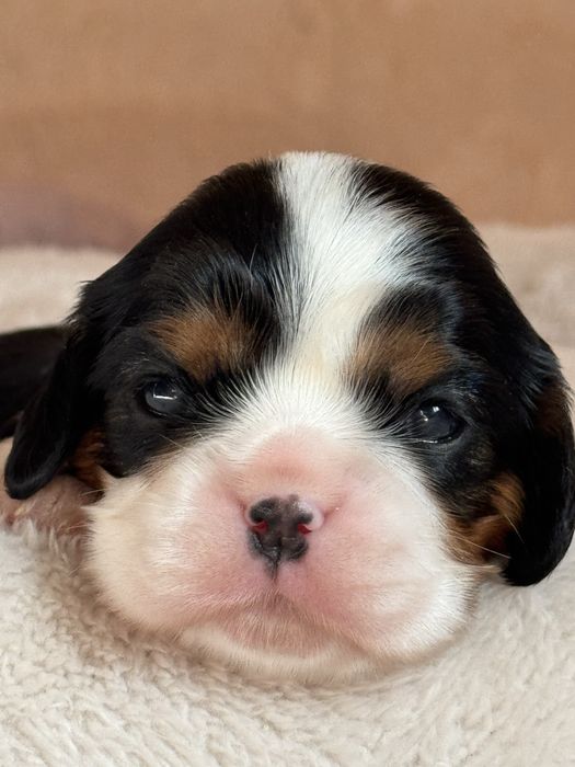 Кавалер кінг чарльз спанієль