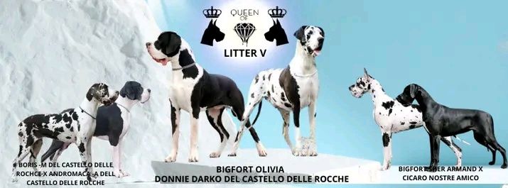 Dog niemiecki FCI ( zkwp)