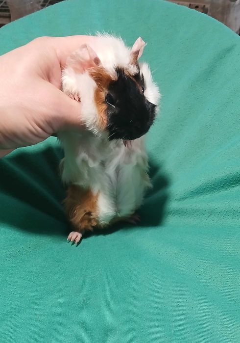 Морська Свинка, розетка.