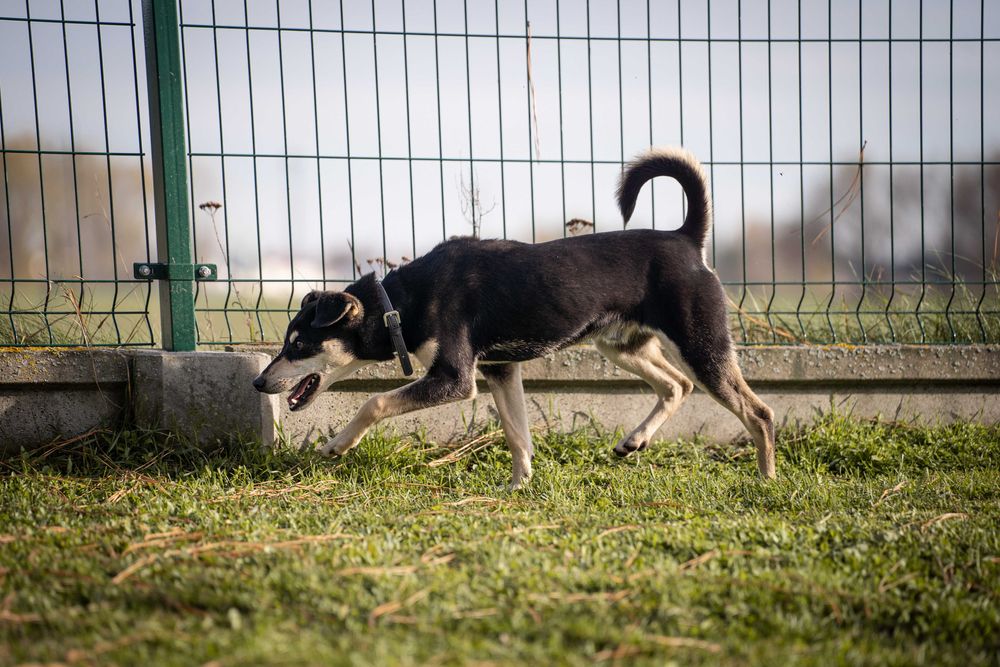 Młodziutki Rysiu szuka domu!