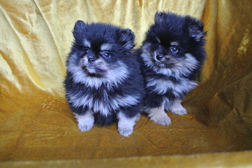 Pomeranian szpic miniaturowy