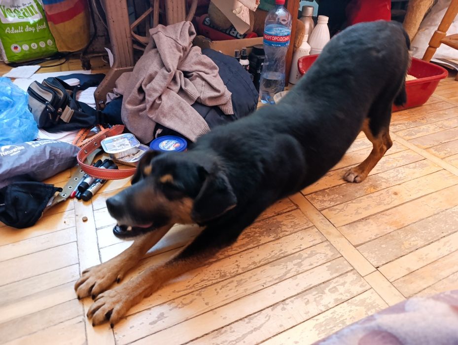 Маленький хатній собачка