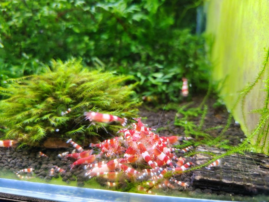 Krewetki Crystal Red Caridina