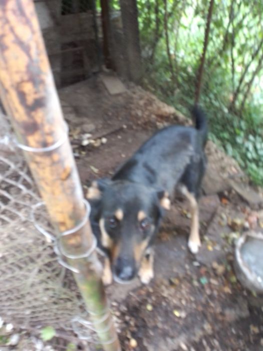 Собачка в добрі руки!