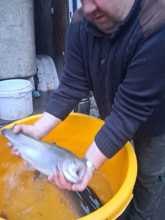 Szczupak lin węgorz orfa karaś koi karp